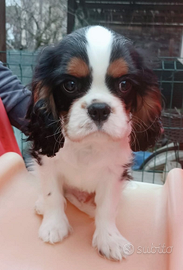 Cucciolo tricolor di Cavalier King con pedigree