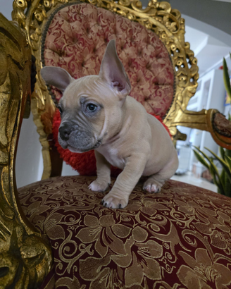 Bully exotic