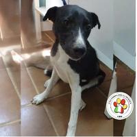 Maschio meticcio 1 anno circa taglia medio piccola