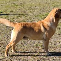 Accoppiamento Labrador retriever