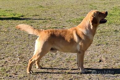 Accoppiamento Labrador retriever