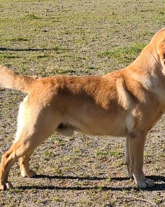 Accoppiamento Labrador retriever