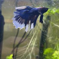 Pesce combattente betta