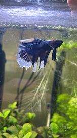 Pesce combattente betta