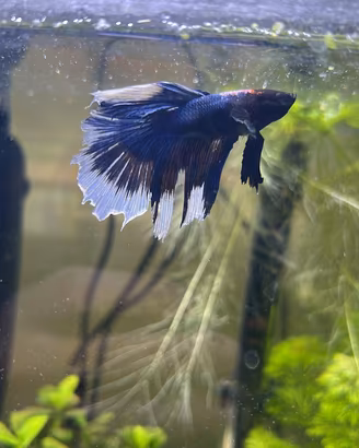 Pesce combattente betta