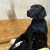 Labrador cuccioli alta genealogia