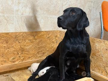 Labrador cuccioli alta genealogia