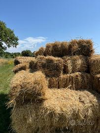 Balle fieno primo taglio circa 220 pezzi