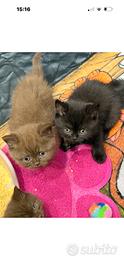 British shorthair femmine pedigree