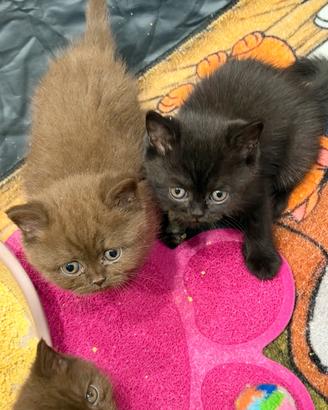 British shorthair femmine pedigree