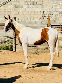 Cavallo Paint Horses