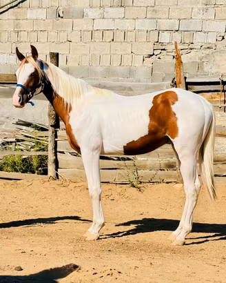 Cavallo Paint Horses
