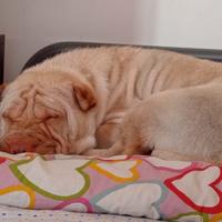 Cagnolina sharpei da accoppiamento