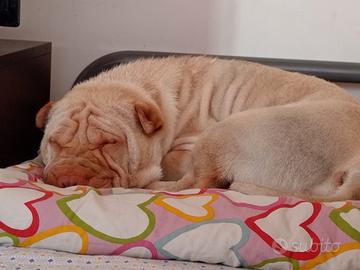 Cagnolina sharpei da accoppiamento