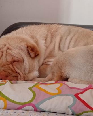 Cagnolina sharpei da accoppiamento