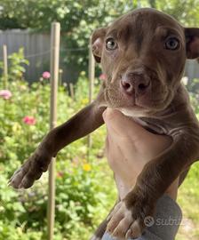 American Pittbul Terrier RedNose