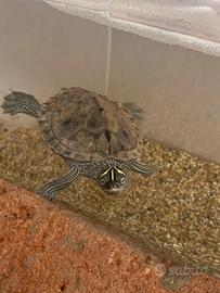 3 Tartarughe d'acqua