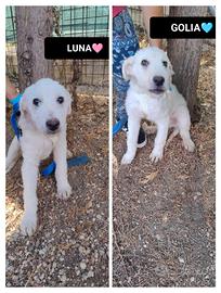 Luna e golia, 3 mesi