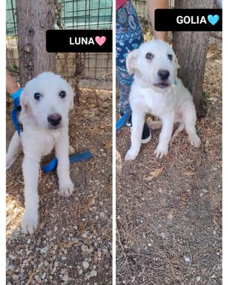 Luna e golia, 3 mesi