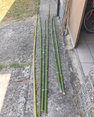 canne bambù 