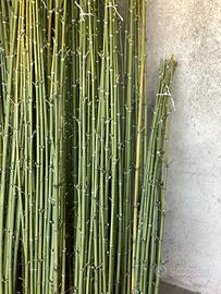 150 canne di bambù per orto giardino