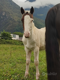 Puledro con occhio azzurro