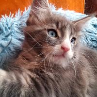 Maine Coon