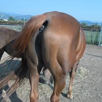 Capannina con grande paddock