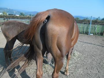 Capannina con grande paddock