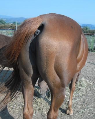 Capannina con grande paddock