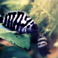 Pesci tropicali , ciclidi,ciclasoma nigrofasciatum