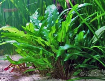 piante acquario tropicale 