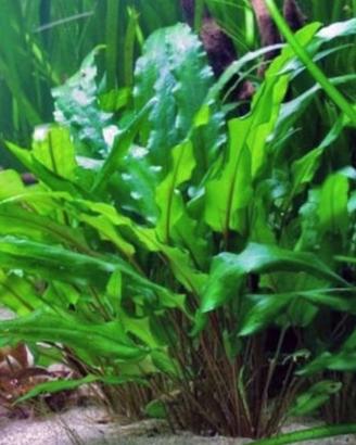 piante acquario tropicale 