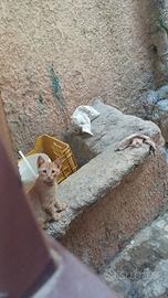 Troviamo casa per questi piccoli