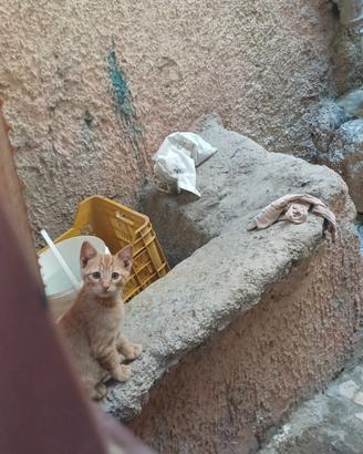 Troviamo casa per questi piccoli