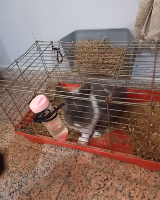Coniglietti nano maschi 3 e 4 mesi con gabbie