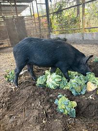 maiale nero - cinghiale