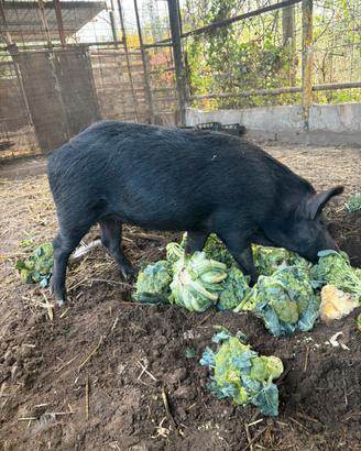 maiale nero - cinghiale