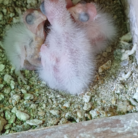 Pappagalli calopsite