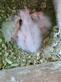 Pappagalli calopsite