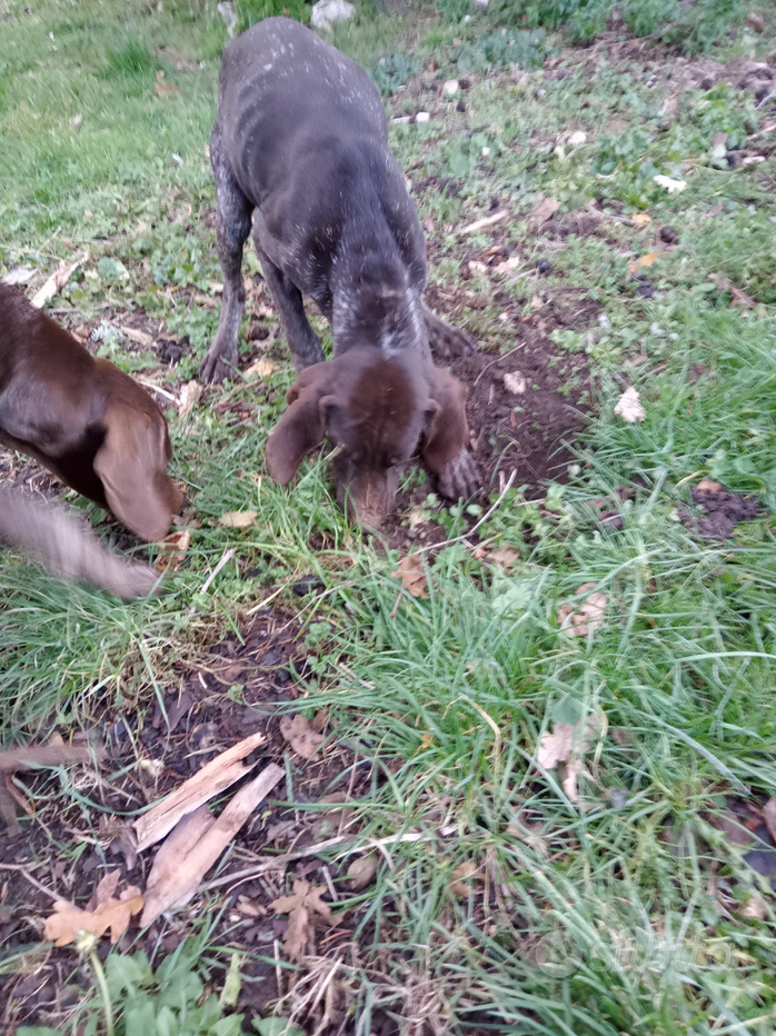 Tartufo per addestramento cani - Animali In vendita a Asti