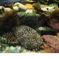 Ancistrus come pleco pesci pulitori acquario