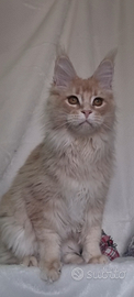 Cucciolo Maine Coon
