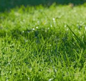 Seme loietto per giardini pratini impi sportivi