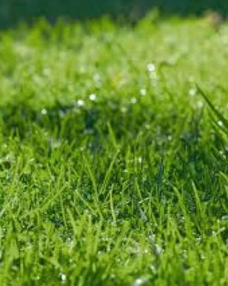 Seme loietto per giardini pratini impi sportivi