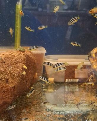 Melanochromis auratus