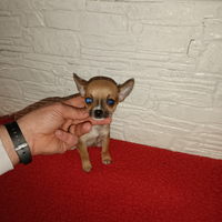 Chiwawa mini Toy small