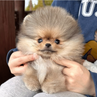 Cucciolo di spitz nano pomerania