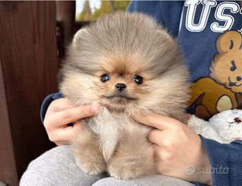 Cucciolo di spitz nano pomerania