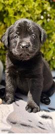 Labrador Pedigree